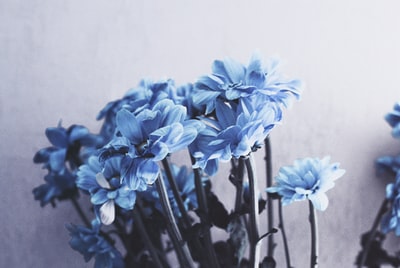 浅焦点摄影的蓝色花
